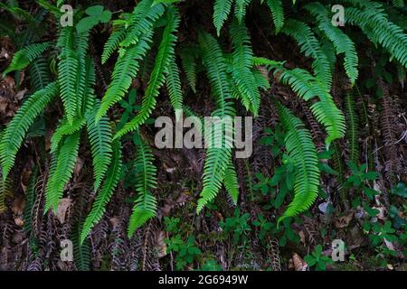 Harter Farn frische grüne Wedel, die in einem schattigen und feuchten Wald wachsen Stockfoto