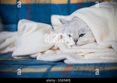 Erwachsene Katze Rasse schottische Chinchilla mit geraden Ohren, schläft Stockfoto