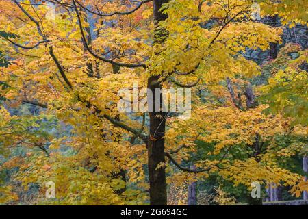 Ahornbaum mit Laub Herbstlaub Stockfoto