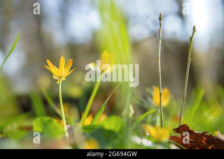 Leuchtend gelbe Blüten von weniger Celandine, Ficaria verna Stockfoto