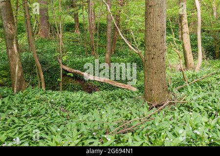 Wildes Allium ursinum blühende Pflanze, die den Waldboden des Frühlings bedeckt Stockfoto