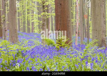 Der Teppich mit den wilden, violetten Blüten blüht im Wald des Frühlings Stockfoto