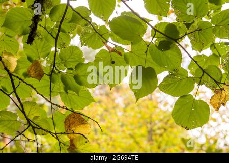 Tilia x europaea grünes Laub Stockfoto