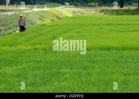 4. Juli 2021-Sangju, Südkorea-Farmer schauen in der Monsunsaison in Südkorea auf ihr Farmfeld. Monsun-Regenfälle werden wahrscheinlich die meisten Teile des Landes an diesem Wochenende treffen, was den Beginn der einmonatigen Sommer-Regenzeit markiert, sagte die staatliche Wetteragentur am Donnerstag. Die Korea Meteorological Administration (KMA) sagte, dass am Samstagmorgen starke Regenfälle auf der südlichen Insel Jeju fallen und sich zwischen dem späten Samstag und Sonntag auf die südlichen und zentralen Regionen ausbreiten werden. Stockfoto