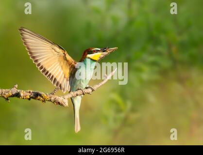 Nahaufnahme eines Bienenfressers im Sommer in Bulgarien. Stockfoto