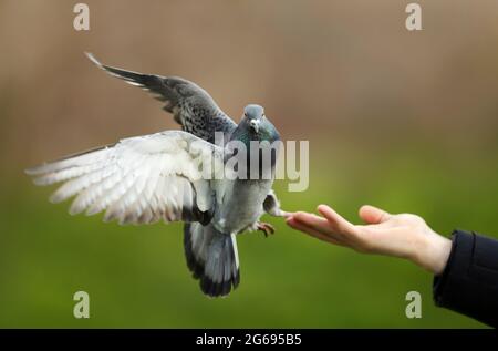 Nahaufnahme einer Feral-Taube, die auf einer Hand landet, Großbritannien. Stockfoto