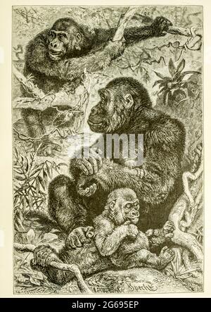 Gorillas in ihrem natürlichen Lebensraum aus dem Buch "Royal Natural History" Band 1 herausgegeben von Richard Lydekker, veröffentlicht in London von Frederick Warne & Co im Jahr 1893-1894 Stockfoto