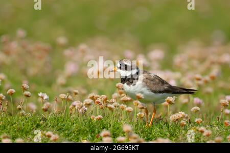 Ringelpflüge (Charadrius hiaticula) in rosafarbenem Thrift auf einem Küstengebiet der schottischen Noss-Insel. Stockfoto