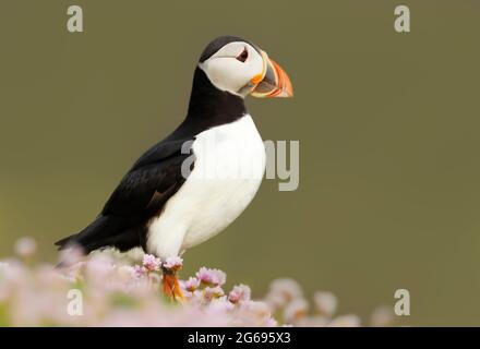 Nahaufnahme des Atlantischen Papageitauchtauchtauchens in rosa Seethriftblüten an einer Küste Schottlands, Großbritannien. Stockfoto