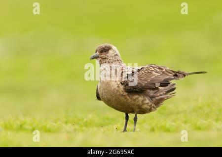 Nahaufnahme eines großen Skua (Stercorarius skua) Bonxie in Meadow, Noss, Shetland, Großbritannien. Stockfoto