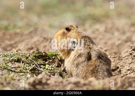 Nahaufnahme einer grossen - vorangegangen Afrikanischen mole - Ratte, Bale Berge, Äthiopien. Stockfoto