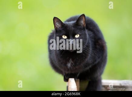 Nahaufnahme einer schwarzen Katze, die auf einem Gartenzaun vor grünem Hintergrund sitzt, Großbritannien. Stockfoto