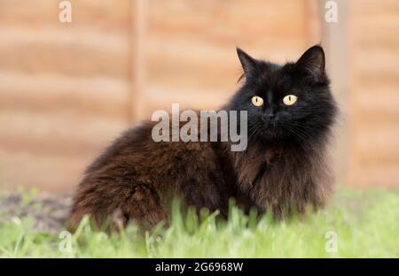 Nahaufnahme einer schwarzen Katze, die im Gras gegen einen Holzzaun im Garten sitzt, Großbritannien. Stockfoto