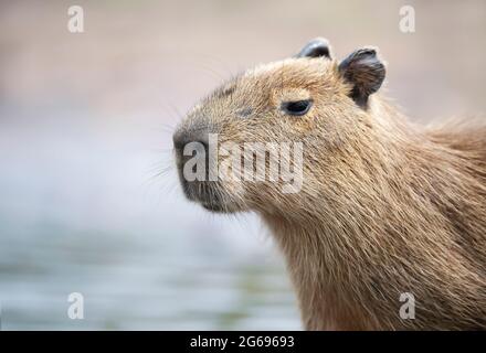 Porträt einer jungen Capybara vor klarem Hintergrund, Südliches Pantanal, Brasilien. Stockfoto