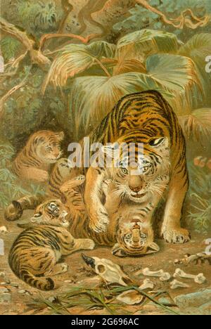 Tigress (Panthera tigris) und Cubs aus dem Buch ' Royal Natural History ' Band 1 herausgegeben von Richard Lydekker, veröffentlicht in London von Frederick Warne & Co im Jahr 1893-1894 Stockfoto