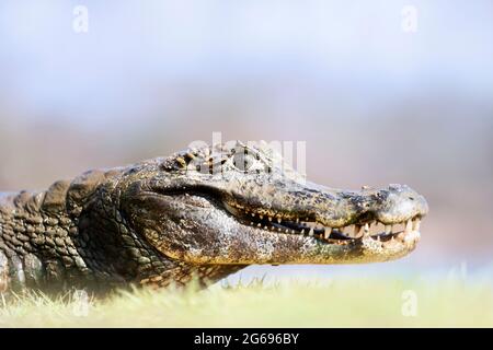 Nahaufnahme eines Yacare Kaimane (Caiman yacare) an einem Flussufer, Süd Pantanal, Brasilien. Stockfoto