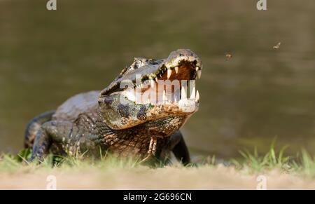 Nahaufnahme eines Yacare Caiman (Caiman Yacare) mit offenem Kiefer, Südpantanal, Brasilien. Stockfoto