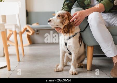 Ein süßer Spaniel-Hund sitzt in einem Café neben einem Besucher, einem generischen Interieur. Haustierfreundliche Restaurants oder öffentliche Plätze, unterstützen Hund, Haustiere als Begleiter Stockfoto