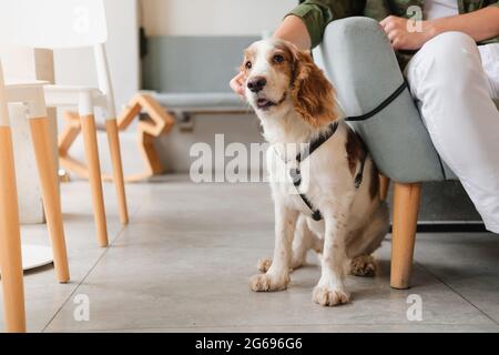 Ein süßer Spaniel-Hund sitzt in einem Café neben einem Besucher, einem generischen Interieur. Haustierfreundliche Restaurants oder öffentliche Plätze, unterstützen Hund, Haustiere als Begleiter Stockfoto