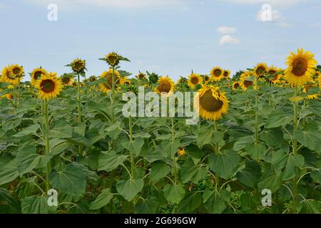 Ein Sonnenblumenfeld Anfang Juli in der Nähe des nordöstlichen italienischen Dorfes Ziracco in Friaul-Julisch Venetien Stockfoto