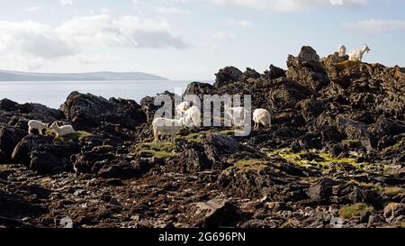 Feral Carradale Goats (Capra Aegargus) auf der Landzunge neben der Carradale Bay, mit Arran Beyond, Kintyre, Argyll, Schottland, Vereinigtes Königreich, Europa. Stockfoto