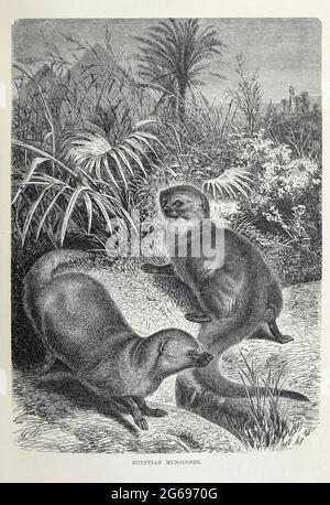 Egyptian Mungooses [Mongooses] (Herpestes ichneumon) aus dem Buch ' Royal Natural History ' Band 1 Abschnitt II herausgegeben von Richard Lydekker, veröffentlicht in London von Frederick Warne & Co im Jahr 1893-1894 Stockfoto