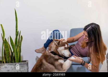 Junge Frau mit flauschigen roten sibirischen Husky lächelt und berührt die Haare, während sie auf einem blauen Stuhl neben Schlangenpflanzen sitzt Stockfoto