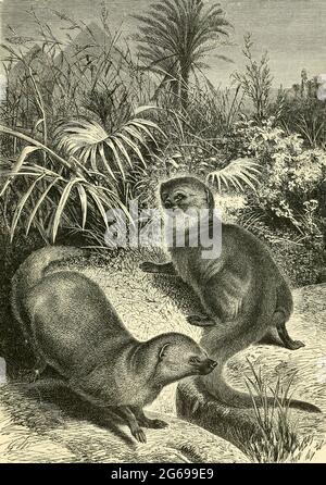 Egyptian Mungooses [Mongooses] (Herpestes ichneumon) aus dem Buch ' Royal Natural History ' Band 1 Abschnitt II herausgegeben von Richard Lydekker, veröffentlicht in London von Frederick Warne & Co im Jahr 1893-1894 Stockfoto