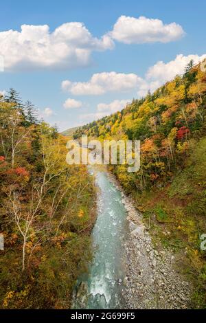 Bunte Baum im Herbst in der Nähe von Shirahige Wasserfall, Biei, Hokkaido, Japan Stockfoto