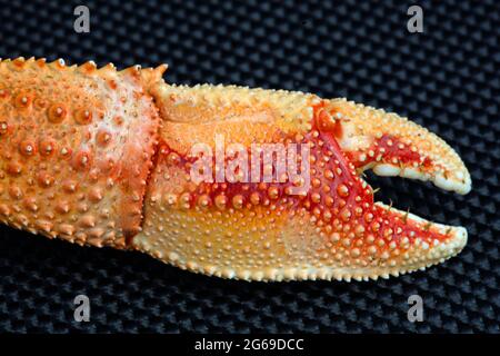 Krabbenklaue aus Carradale Bay, Carradale, Kintyre, Argyll und Bute, Schottland. Stockfoto