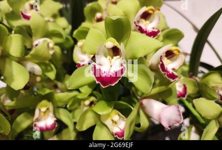 Gruppen von panaenopsis mit grünen Blütenblättern und roten Staubgefäßen blühen im Garten Stockfoto
