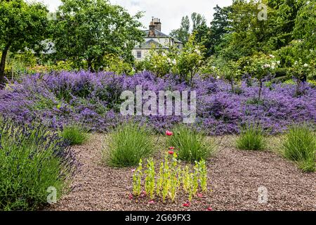 East Lothian, Schottland, Großbritannien, 4. Juli 2021. Scotland's Garden Scheme neuer Garten eröffnet: Shane Corstorphine, ehemaliger CFO von Skyscanner und begeisterter Gärtner, hat 4 Jahre damit verbracht, die Gärten von Camptoun House zum ersten Mal für die Eröffnung vorzubereiten, um Geld für einen ummauerten Garten in Gilmerton zu sammeln. Es gibt einen Küchengarten, ummauerten Garten, Obstgarten und Feenpfad. Über 400 Menschen besuchten den Garten über das Wochenende trotz heftigem Regen gestern. Im Bild: Der ummauerte Garten mit einem Bett aus Minze oder nepeta Stockfoto