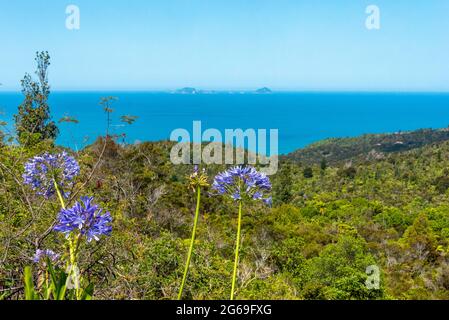 Landschaftlich reizvolle Meereslandschaft auf der Halbinsel Coromandel, Neuseeland Stockfoto