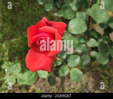 Eine einzige Rose, die am Frühlingstag im Garten blühen kann Stockfoto