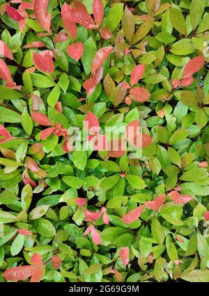 Rote und grüne Blätter nach regnerischem Tag im Garten Stockfoto