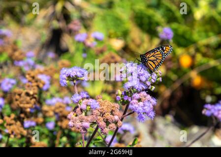 Bunte Blumen und Schmetterlinge im botanischen Garten von Auckland in Neuseeland Stockfoto