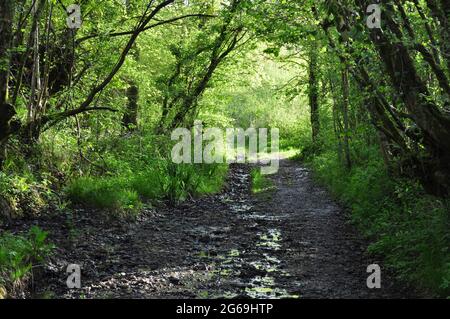 Kingcombe Meadows Nature Reserve, West Dorset, Großbritannien Stockfoto