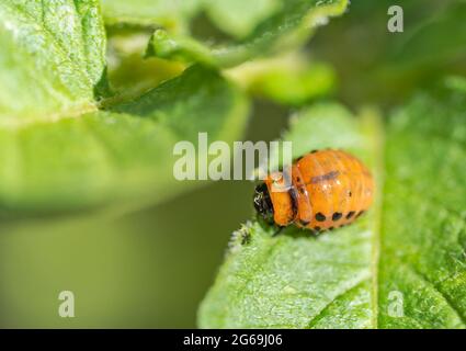 Leptinotarsa decemlineata Colorado Beetle Fütterung auf einem Kartoffelblatt Stockfoto