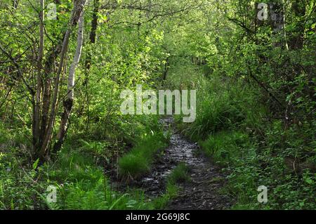 Kingcombe Meadows Nature Reserve, West Dorset, Großbritannien Stockfoto