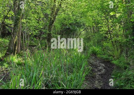 Kingcombe Meadows Nature Reserve, West Dorset, Großbritannien Stockfoto