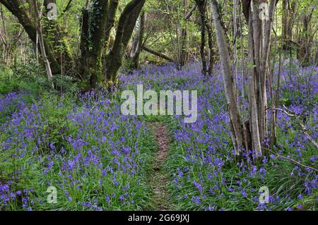 Kingcombe Meadows Nature Reserve, West Dorset, Großbritannien Stockfoto