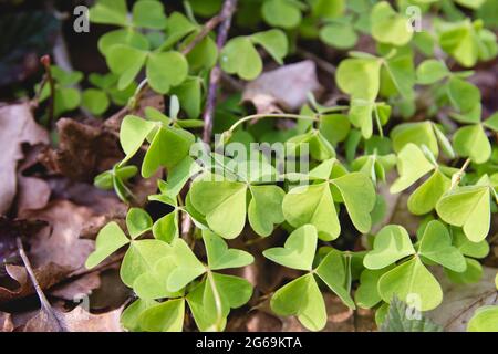Grüne Sauerampfer Pflanzen Stockfoto