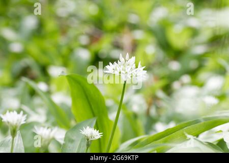 Allium ursinum oder Bärlauch-Wildpflanzen, die weiße Blüten im Sprosswald blühen Stockfoto