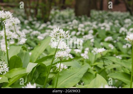 Allium ursinum oder Bärlauch, der im Frühlingswald wild wächst Stockfoto