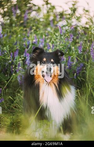 Tricolor Rough Collie, Lustige schottische Collie, langhaarige Collie, englischer Collie, Lassie Hund sitzt im grünen Sommer Wiese Gras mit lila Blüte Stockfoto