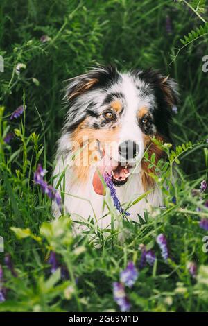 Lustige Rot Und Weiß Australischen Schäferhund Sitzt Im Grünen Gras Mit Lila Blühenden Blumen. Aussie ist EINE mittelgroße Hunderasse, die es war Stockfoto
