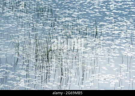 Süßwasser-Gräser, Acadia National Park, Maine Stockfoto