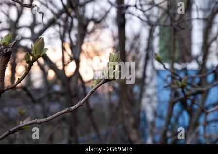 Junge Frühlingsblätter sprießen aus ihren Knospen, selektiver Fokus, flacher freiheitsgrad Stockfoto