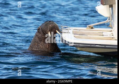 Wally, der Walrus, klettert auf den Scilly Isles ein Boot Stockfoto