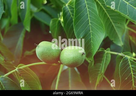 Juglans regia oder gewöhnliche Walnussbaumfrüchte Stockfoto